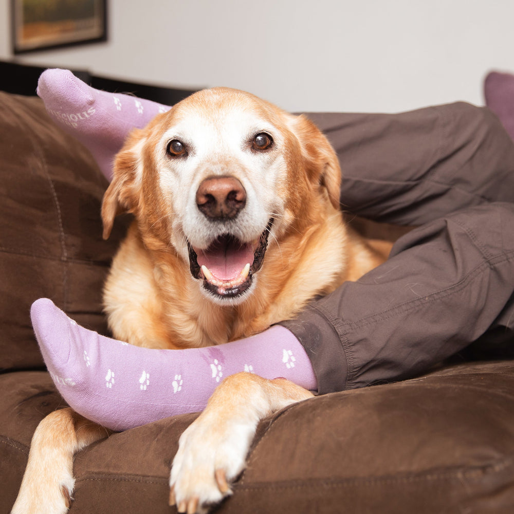 Dog lying on a brown couch with a person wearing pink socks with paw prints.